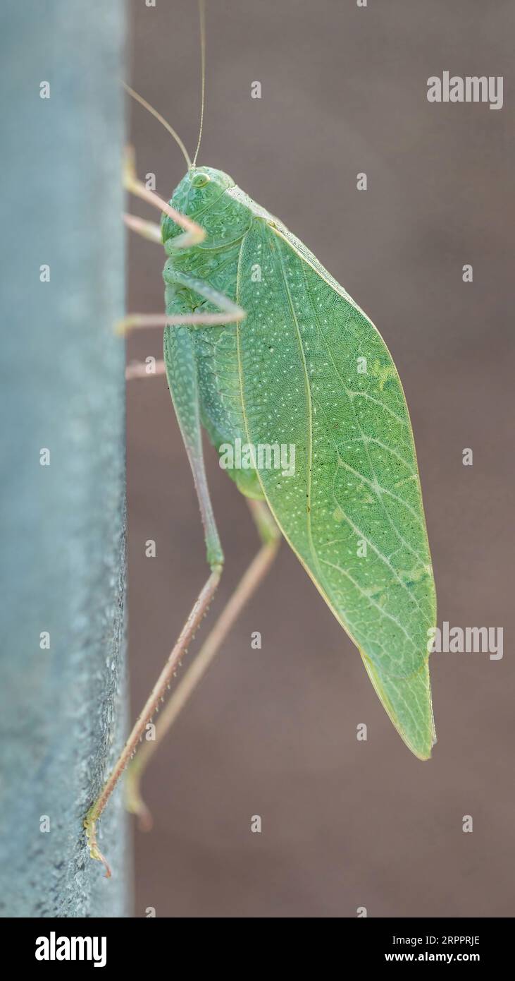 Il look difensivo Katydid ad ali angolari imita una foglia. Bay area, California, USA. Foto Stock