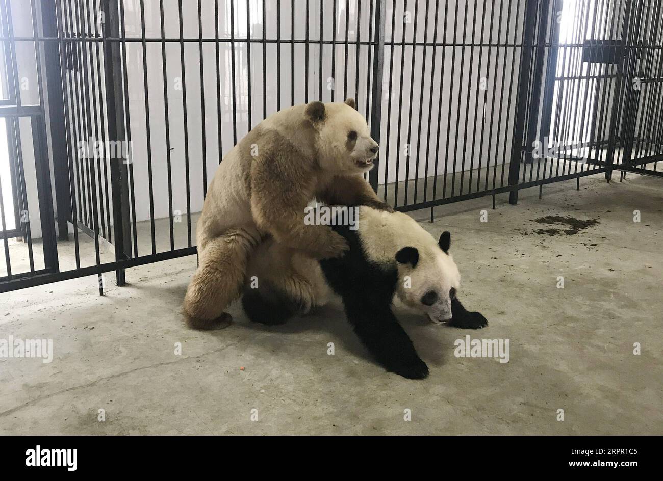 200324 -- XI AN, 24 marzo 2020 -- la foto scattata il 18 marzo 2020 mostra il panda gigante marrone Qi Zai che tenta l'accoppiamento naturale con il panda femminile An al centro di ricerca Qinling di allevamento di panda giganti nella provincia dello Shaanxi della Cina nord-occidentale. Qi Zai, l'unico panda gigante bruno in cattività al mondo, è riuscito ad accoppiarsi in modo naturale con un panda femminile per la prima volta, secondo il centro di ricerca Qinling sulla riproduzione di panda gigante nella provincia dello Shaanxi della Cina nord-occidentale. Il panda marrone e bianco maschio ha 11 anni, l'equivalente di un essere umano in giovane età adulta. Qi Zai ha iniziato a ricevere addestramento in natur Foto Stock