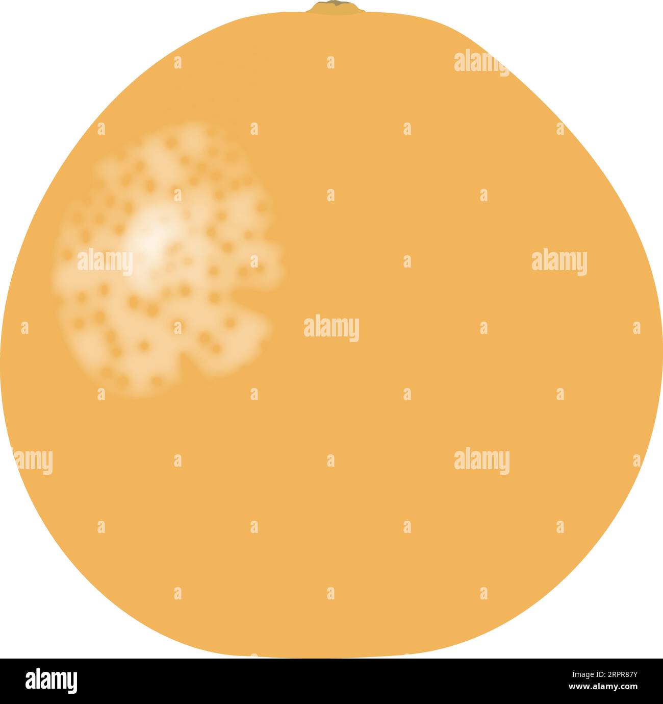 Pompelmo intero singolo Illustrazione Vettoriale