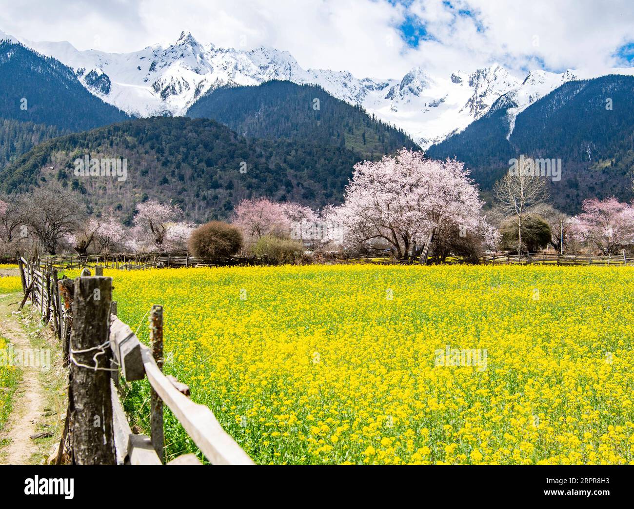 200329 -- NYINGCHI, 29 marzo 2020 -- la foto scattata il 26 marzo 2020 mostra lo scenario primaverile della contea di Bomi, Nyingchi della regione autonoma del Tibet nel sud-ovest della Cina. CHINA-TIBET-NYINGCHI-SCENIC CN SunxFei PUBLICATIONxNOTxINxCHN Foto Stock