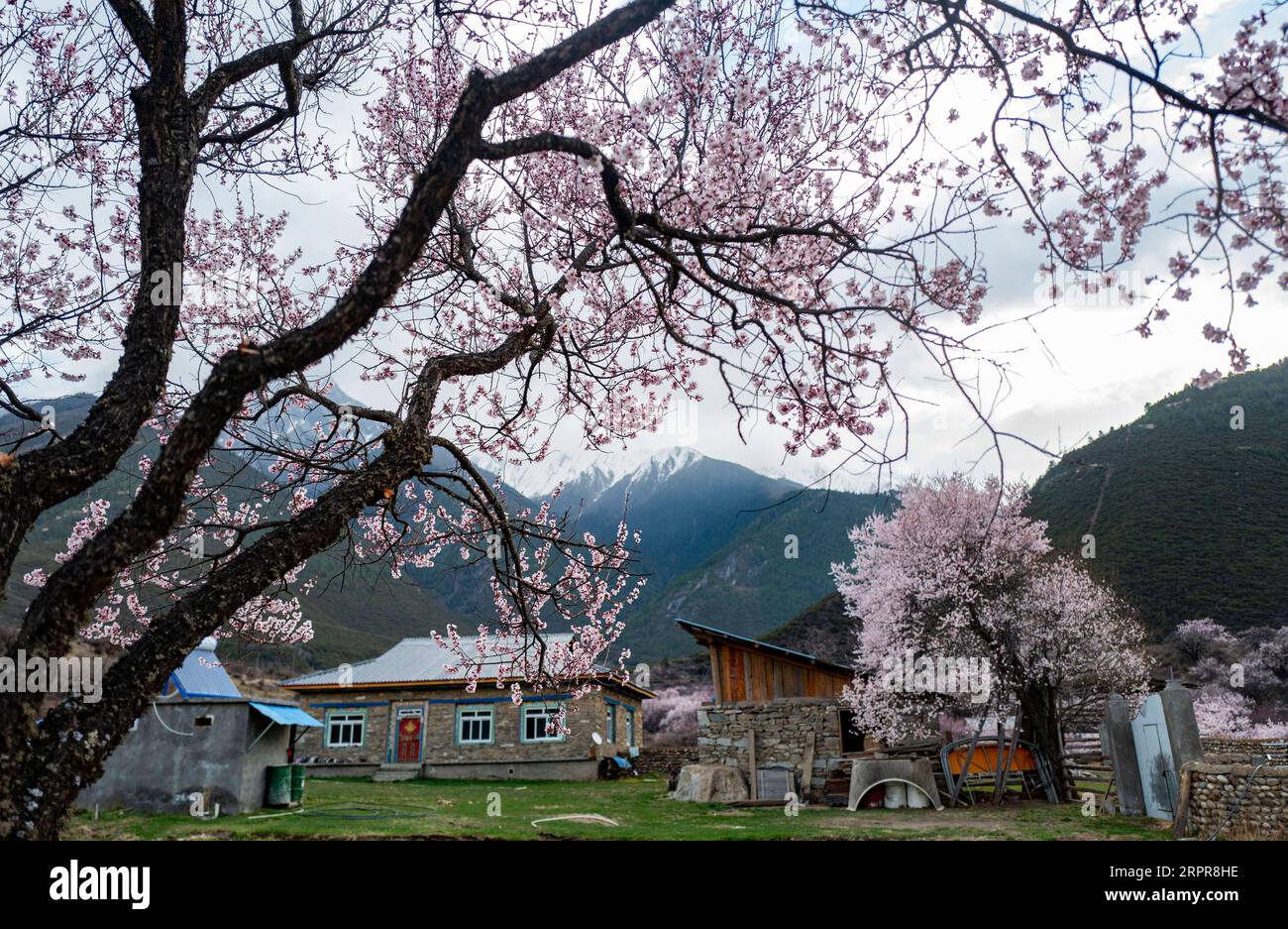 200329 -- NYINGCHI, 29 marzo 2020 -- foto scattata il 26 marzo 2020 mostra fiori di pesca nella contea di Bomi, Nyingchi, nella regione autonoma del Tibet del sud-ovest della Cina. CHINA-TIBET-NYINGCHI-SCENARIO CN PurbuxZhaxi PUBLICATIONxNOTxINxCHN Foto Stock