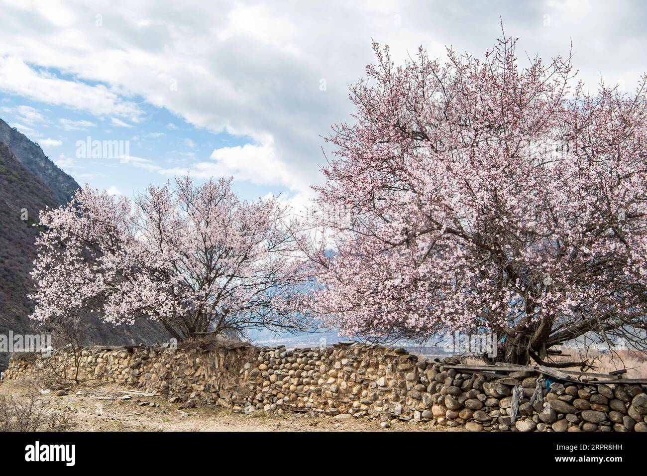 200329 -- NYINGCHI, 29 marzo 2020 -- foto scattata il 26 marzo 2020 mostra fiori di pesca nella contea di Bomi, Nyingchi, nella regione autonoma del Tibet del sud-ovest della Cina. CHINA-TIBET-NYINGCHI-SCENIC CN SunxFei PUBLICATIONxNOTxINxCHN Foto Stock