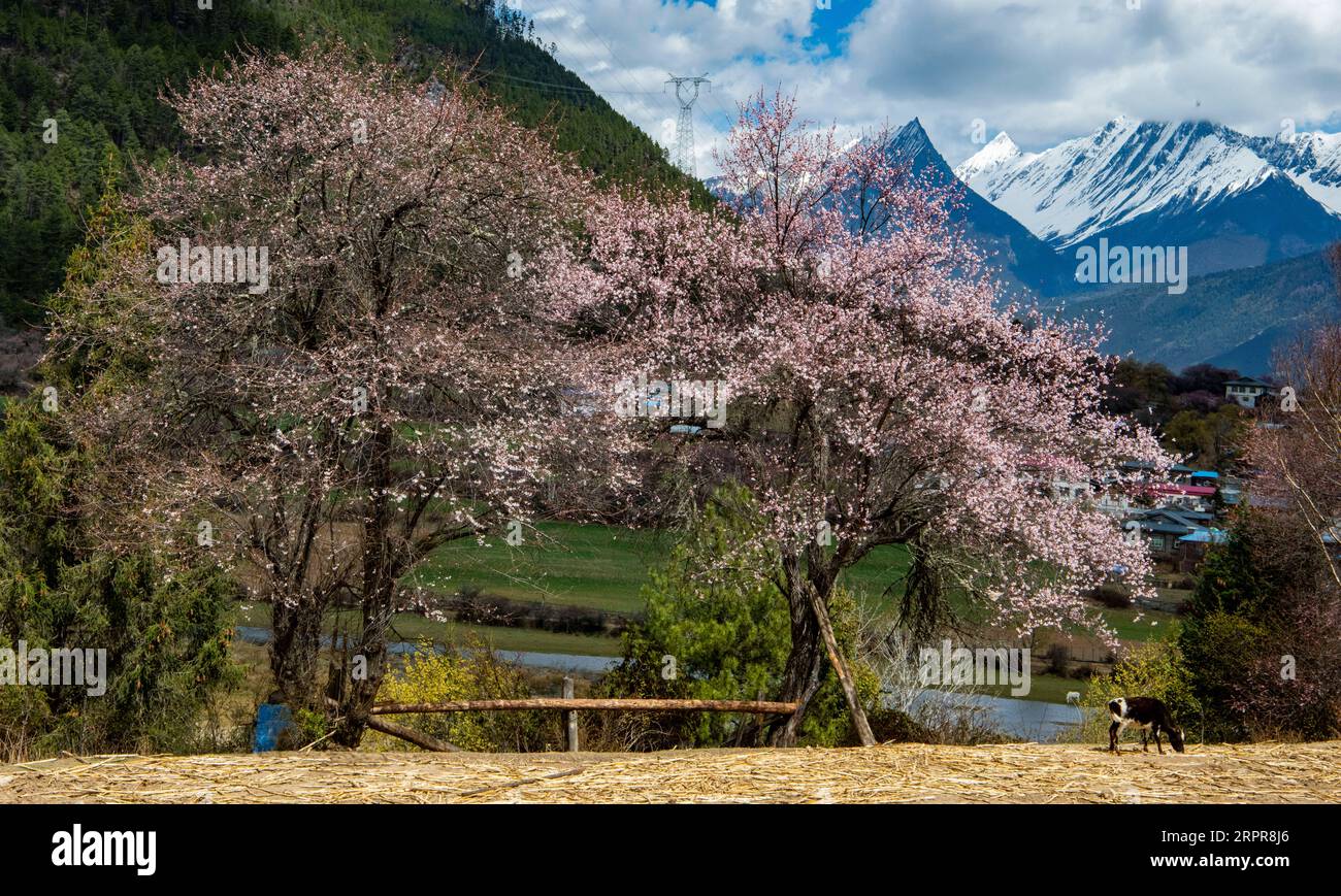 200329 -- NYINGCHI, 29 marzo 2020 -- foto scattata il 26 marzo 2020 mostra fiori di pesca nella contea di Bomi, Nyingchi, nella regione autonoma del Tibet del sud-ovest della Cina. CHINA-TIBET-NYINGCHI-SCENIC CN SunxFei PUBLICATIONxNOTxINxCHN Foto Stock
