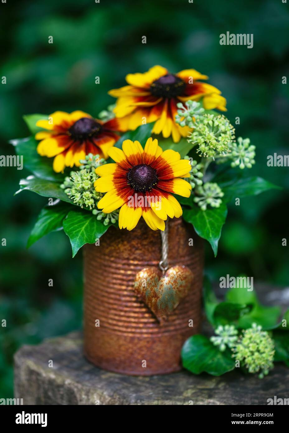 Composizione floreale con globulari gialli e arancioni o fiori di Susan dagli occhi neri e fiori di edera in barattoli arrugginiti con cuore rustico nel giardino estivo. Foto Stock