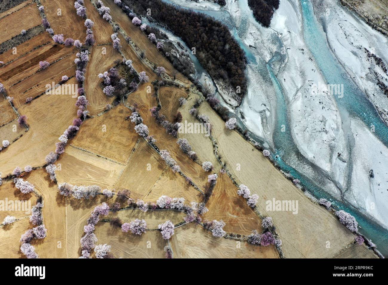 200330 -- PECHINO, 30 marzo 2020 -- foto aerea scattata il 26 marzo 2020 mostra fiori di pesca nella contea di Bomi, Nyingchi, nella regione Autonoma Tibet della Cina sud-occidentale. XINHUA FOTO DEL GIORNO ZhanxYan PUBLICATIONxNOTxINxCHN Foto Stock