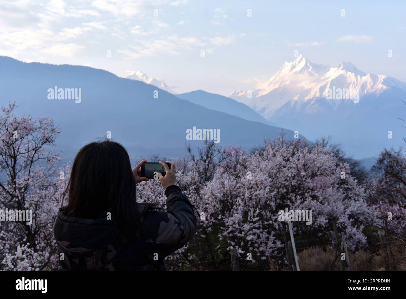 200401 -- LHASA, 1 aprile 2020 -- Un turista scatta foto dei fiori di pesca lungo il Grand Canyon del fiume Yarlung Zangbo, conosciuto come il canyon più profondo del mondo, nella regione autonoma Tibet del sud-ovest della Cina, 1 aprile 2020. CHINA-TIBET-YARLUNG ZANGBO RIVER-SPRING-SCENIC CN CHENXSHANGCAI PUBLICATIONXNOTXINXCHN Foto Stock