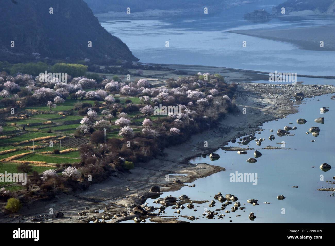 200401 -- LHASA, 1 aprile 2020 -- foto scattata il 1 aprile 2020 mostra i fiori di pesca lungo il Grand Canyon del fiume Yarlung Zangbo, conosciuto come il canyon più profondo del mondo, nella regione autonoma Tibet del sud-ovest della Cina. CHINA-TIBET-YARLUNG ZANGBO RIVER-SPRING-LANDSCAPE CN HUANGXHUO PUBLICATIONXNOTXINXCHN Foto Stock