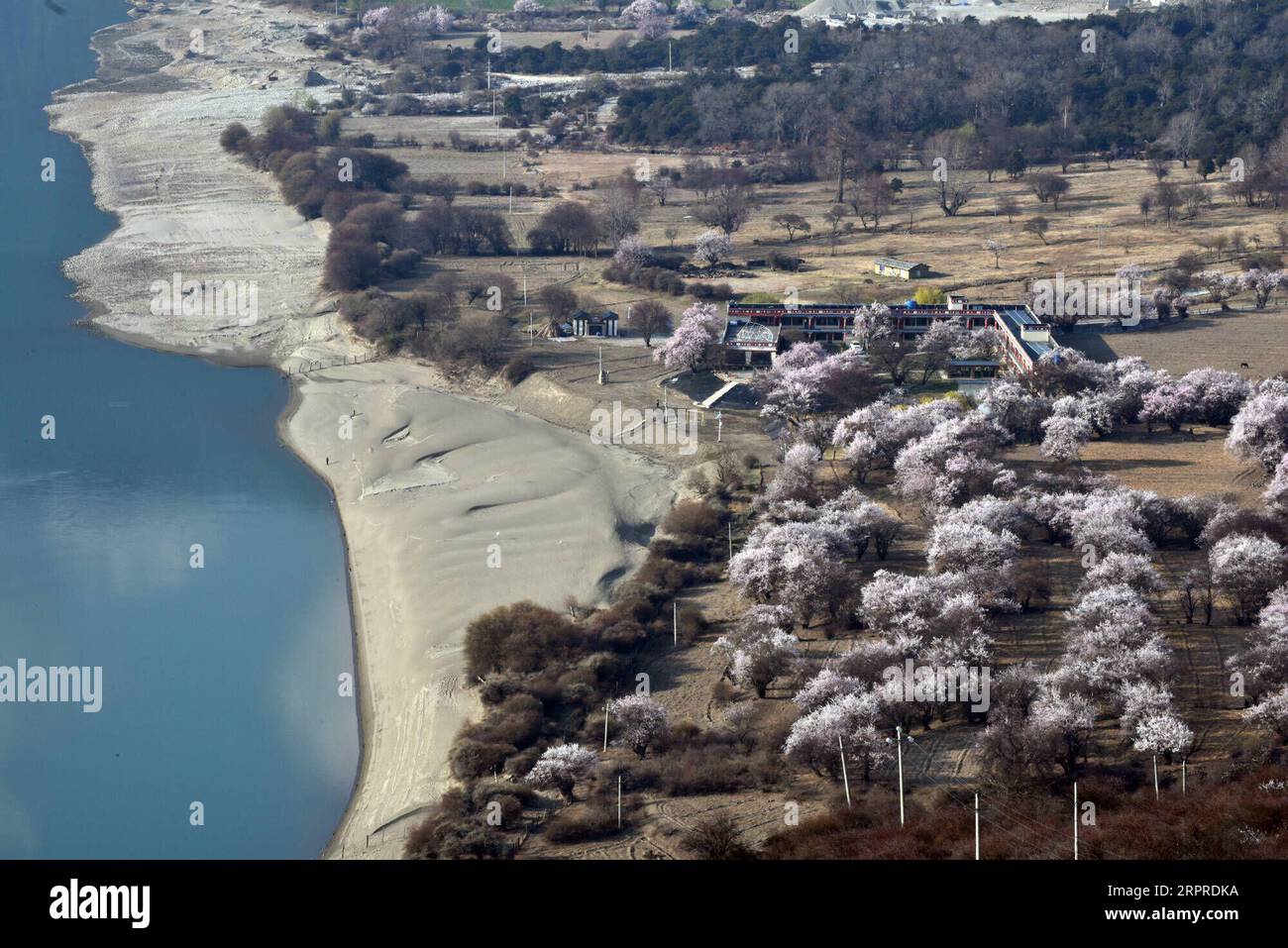 200401 -- LHASA, 1 aprile 2020 -- foto scattata il 1 aprile 2020 mostra i fiori di pesca lungo il Grand Canyon del fiume Yarlung Zangbo, conosciuto come il canyon più profondo del mondo, nella regione autonoma Tibet del sud-ovest della Cina. CHINA-TIBET-YARLUNG ZANGBO RIVER-SPRING-SCENIC CN CHENXSHANGCAI PUBLICATIONXNOTXINXCHN Foto Stock
