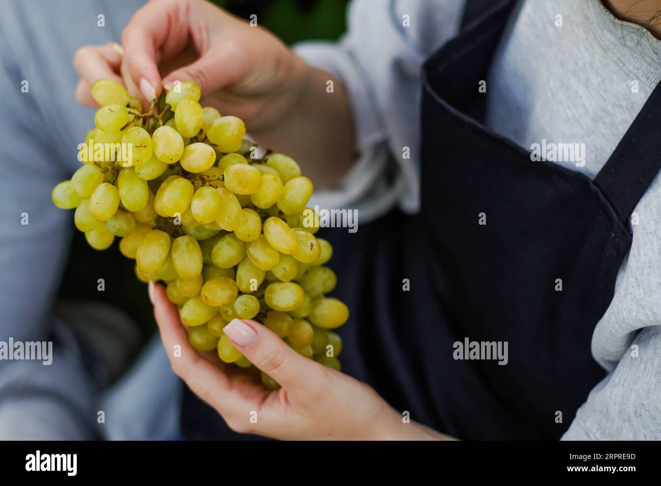 Donna contadina che detiene in vigneto un mazzo di uva verde appena raccolto, da vicino Foto Stock