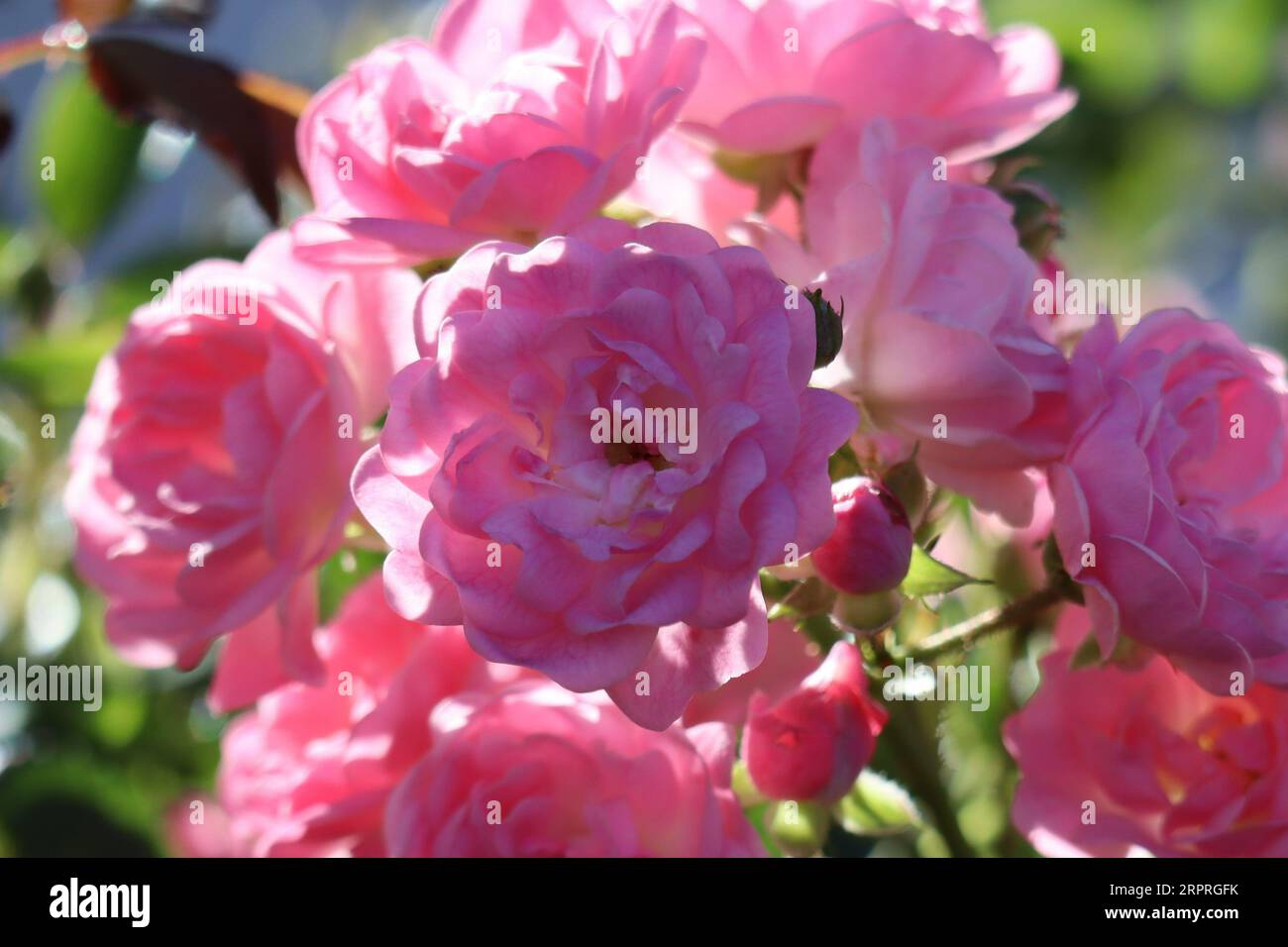Una rosa in miniatura alla luce del mattino Foto Stock