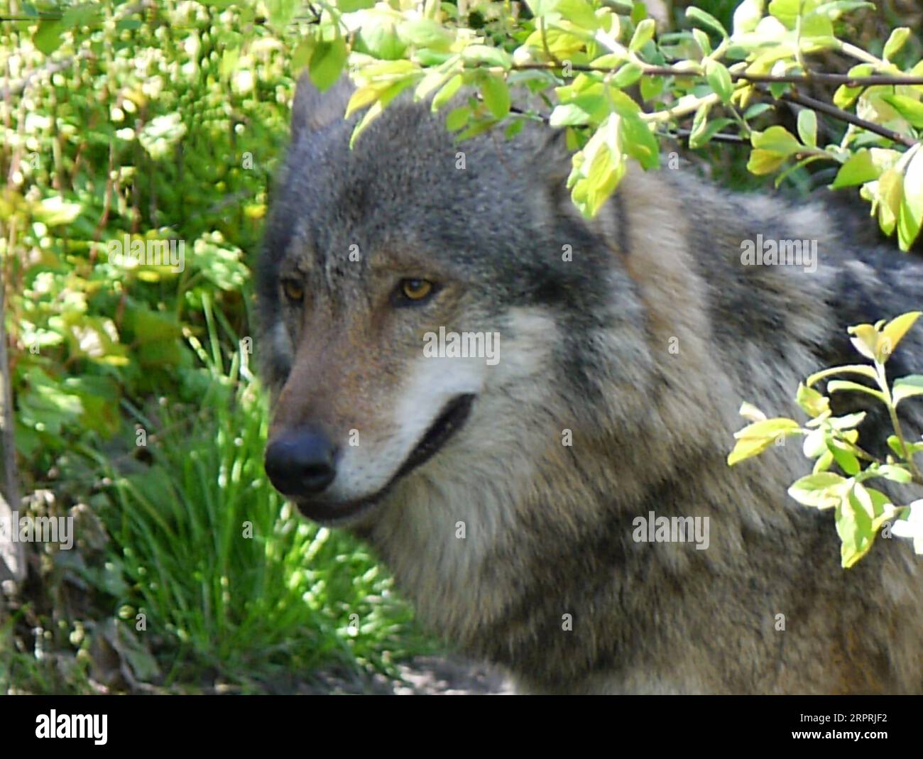 Ritratto di un lupo eurasiatico, Canis lupus lupus Foto Stock