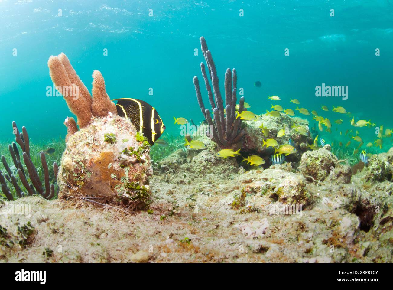 Pesce angelo francese giovane che nuota sopra il corallo. Foto Stock