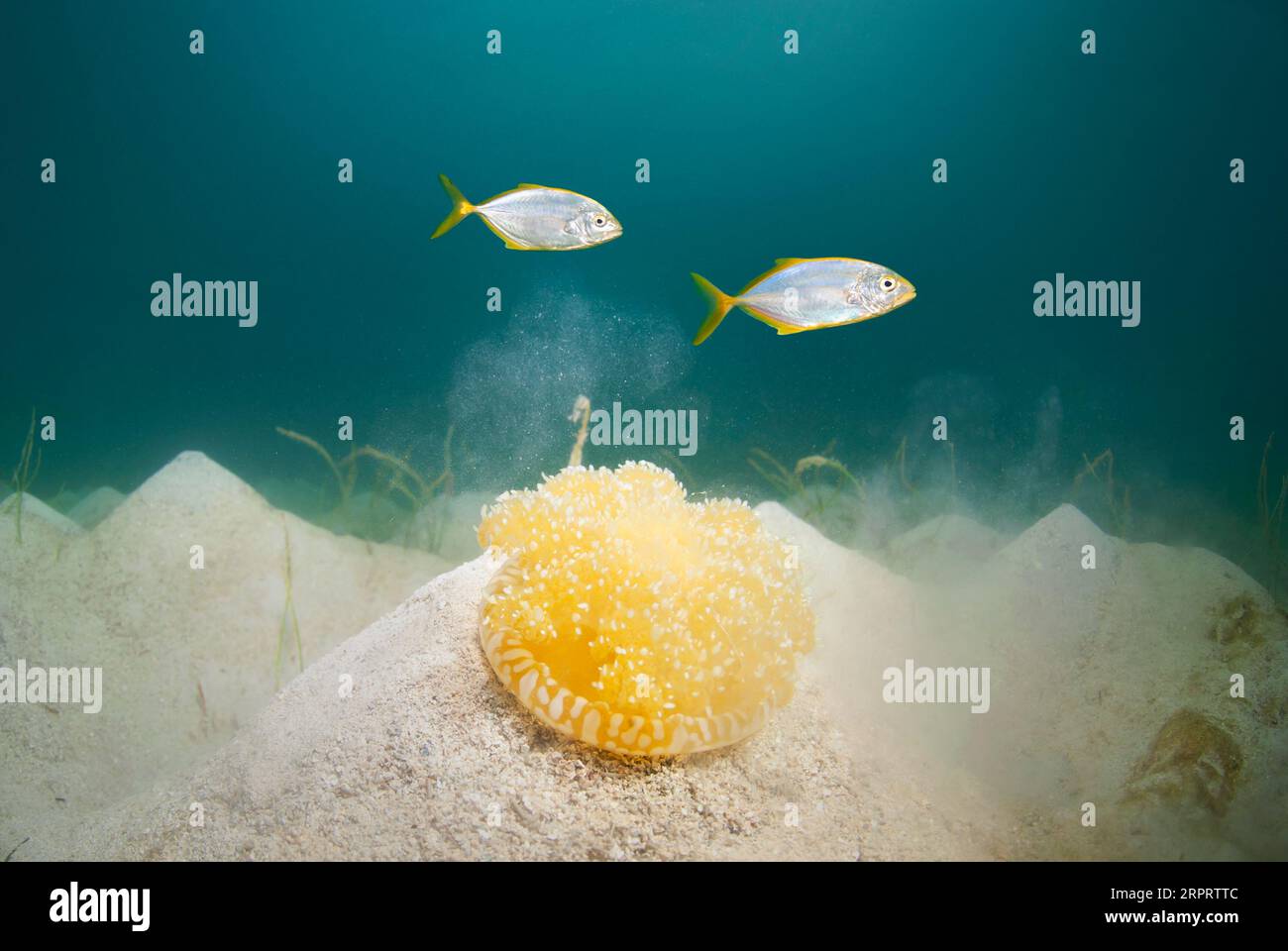 Capovolto meduse e Yellow Jack Foto Stock
