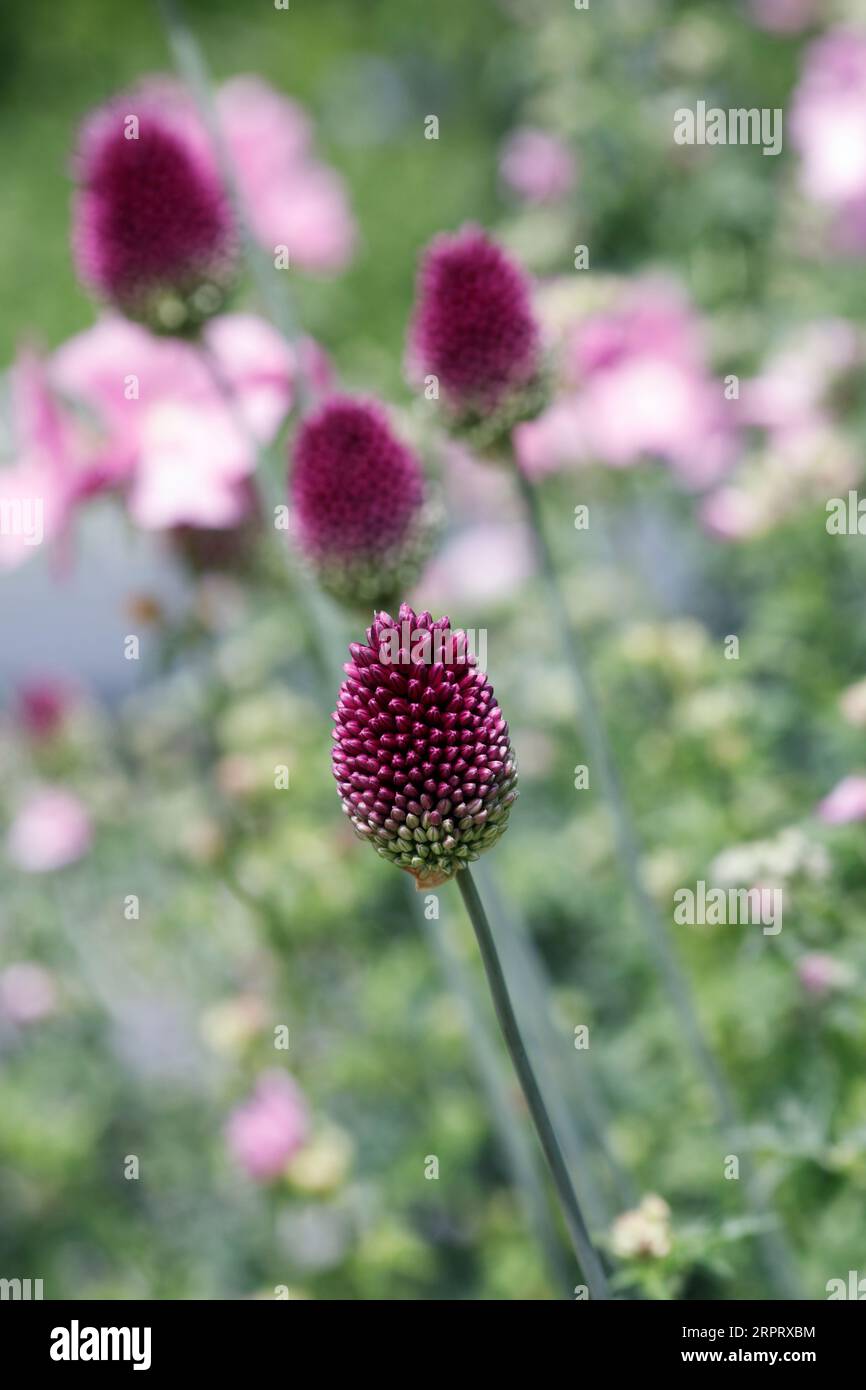 Allium sphaerocephalon fiori. Foto Stock