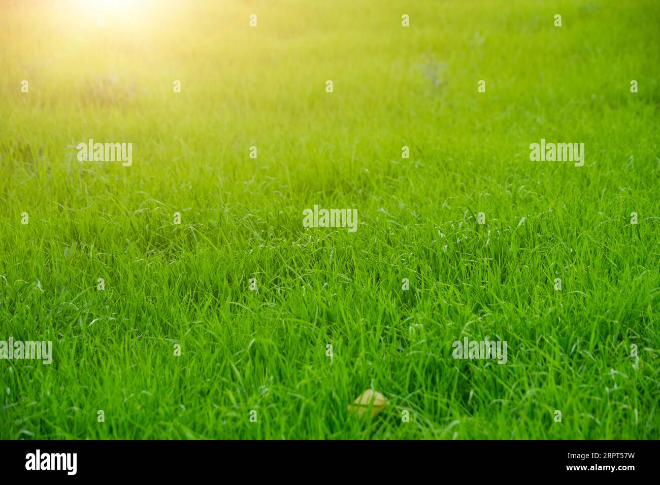 Prato verde con erba verde, succosa e luminosa. Nelle giornate di sole estive Foto Stock
