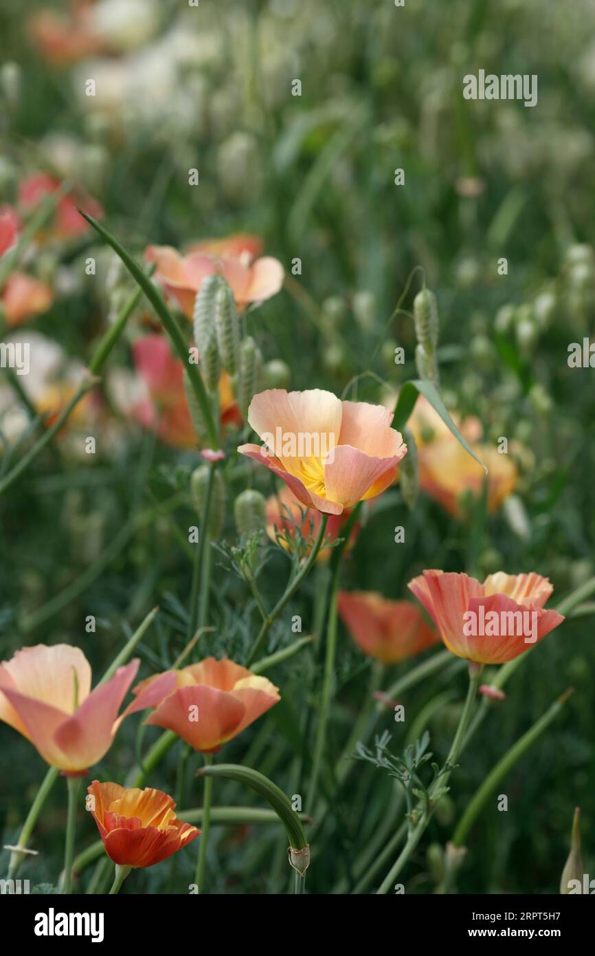 Eschscholzia californica «Champagne rosa» Foto Stock