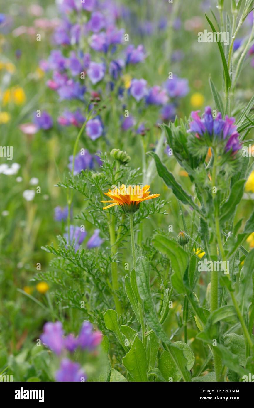 Inglese Marigold ed Echium vulgare Foto Stock