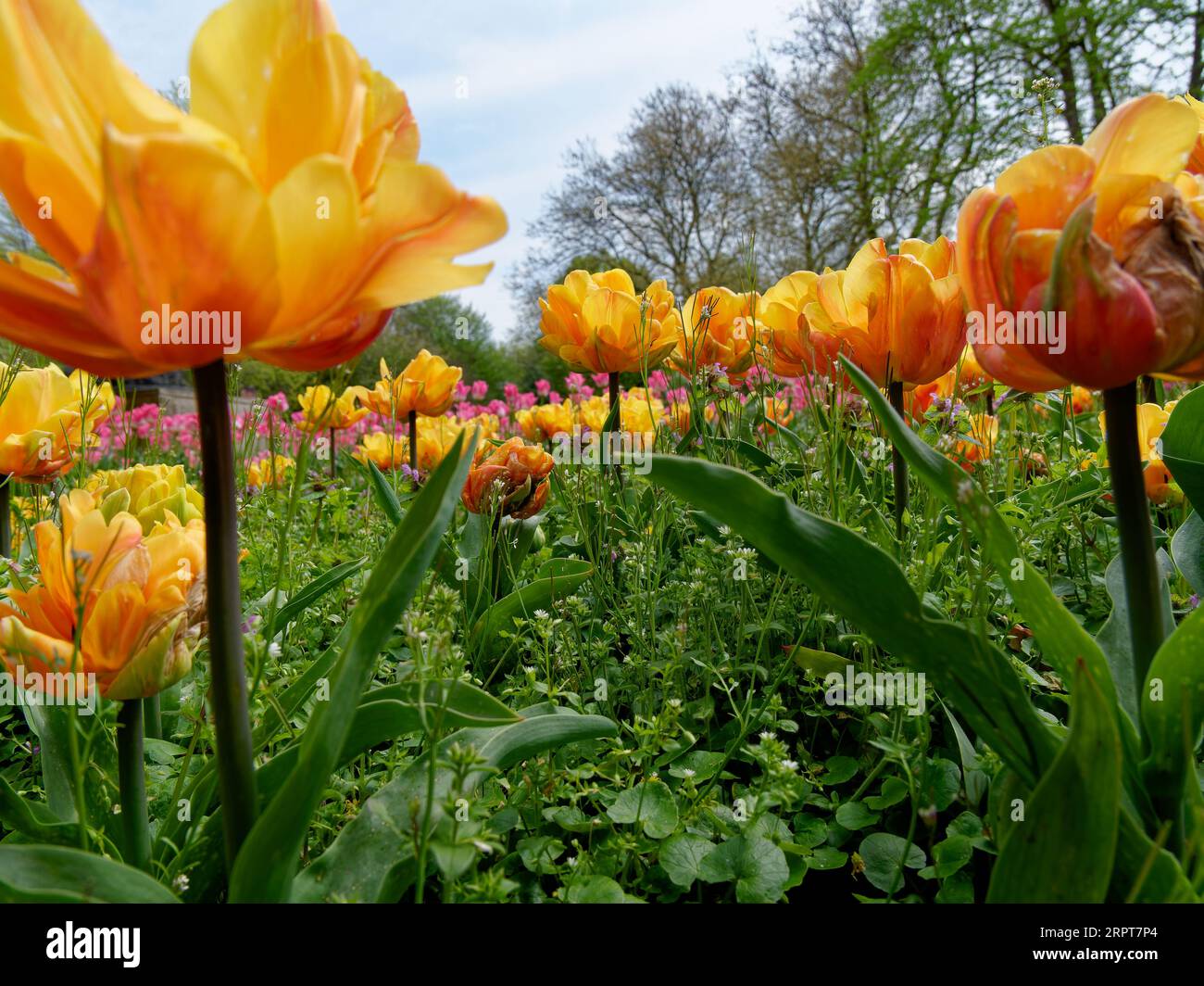 Tulipani arancioni in fiore in un parco, finalmente primavera. Foto Stock