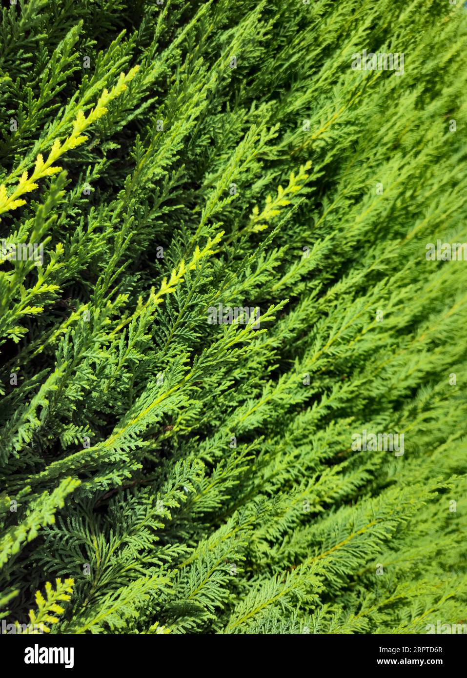 Siepe di conifere leylandii verde di sfondo sempreverde di leyland cypres con fogliame profumato Foto Stock