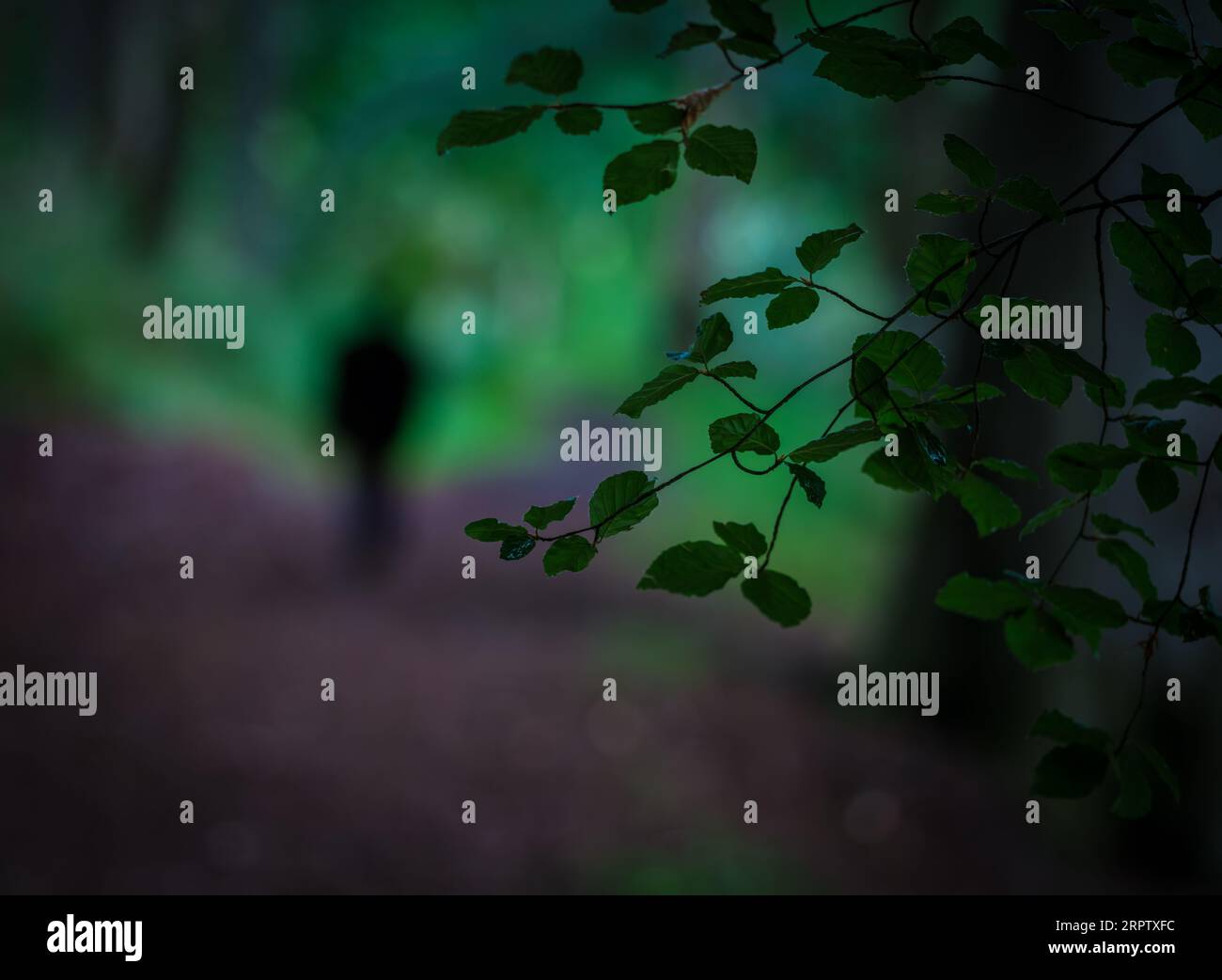Moody Image Un uomo o una donna che cammina in Una foresta al tramonto Foto Stock