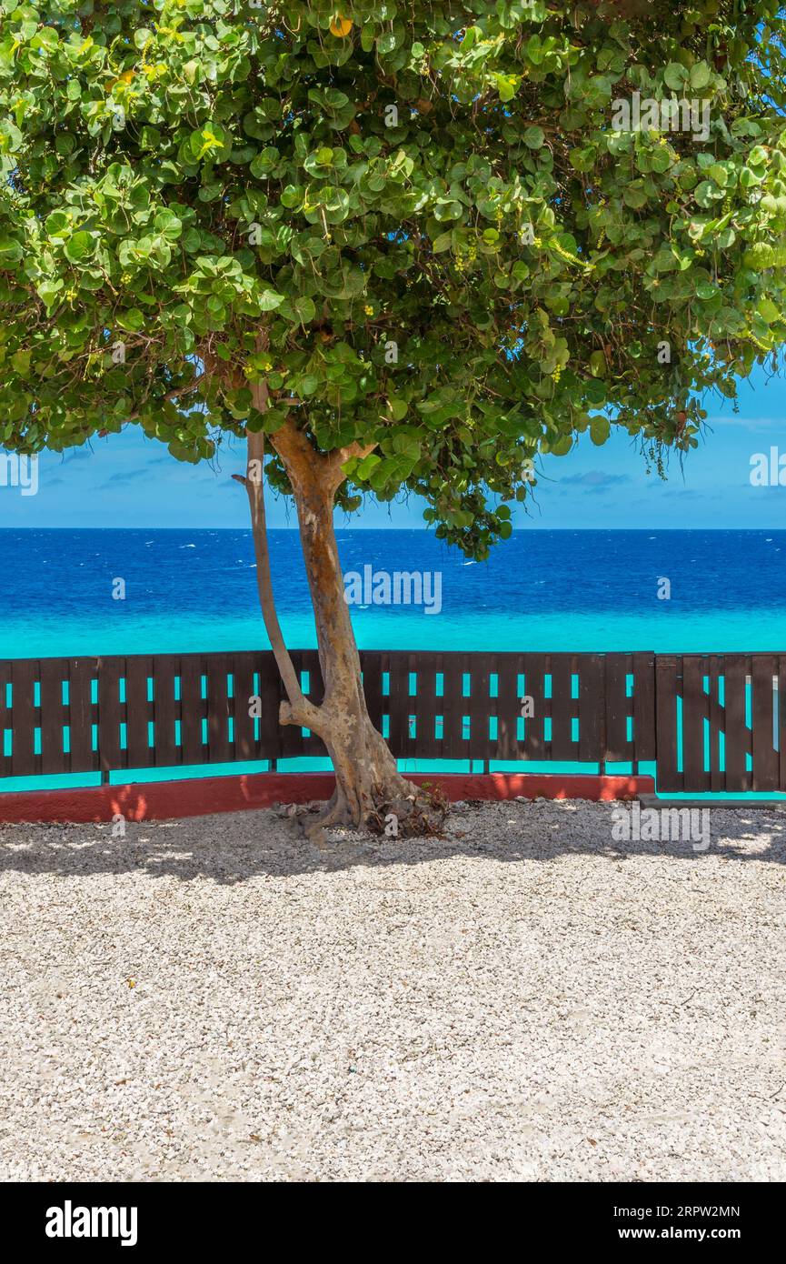 Albero in cortile vicino all'oceano, Curacao Caribbean Foto Stock