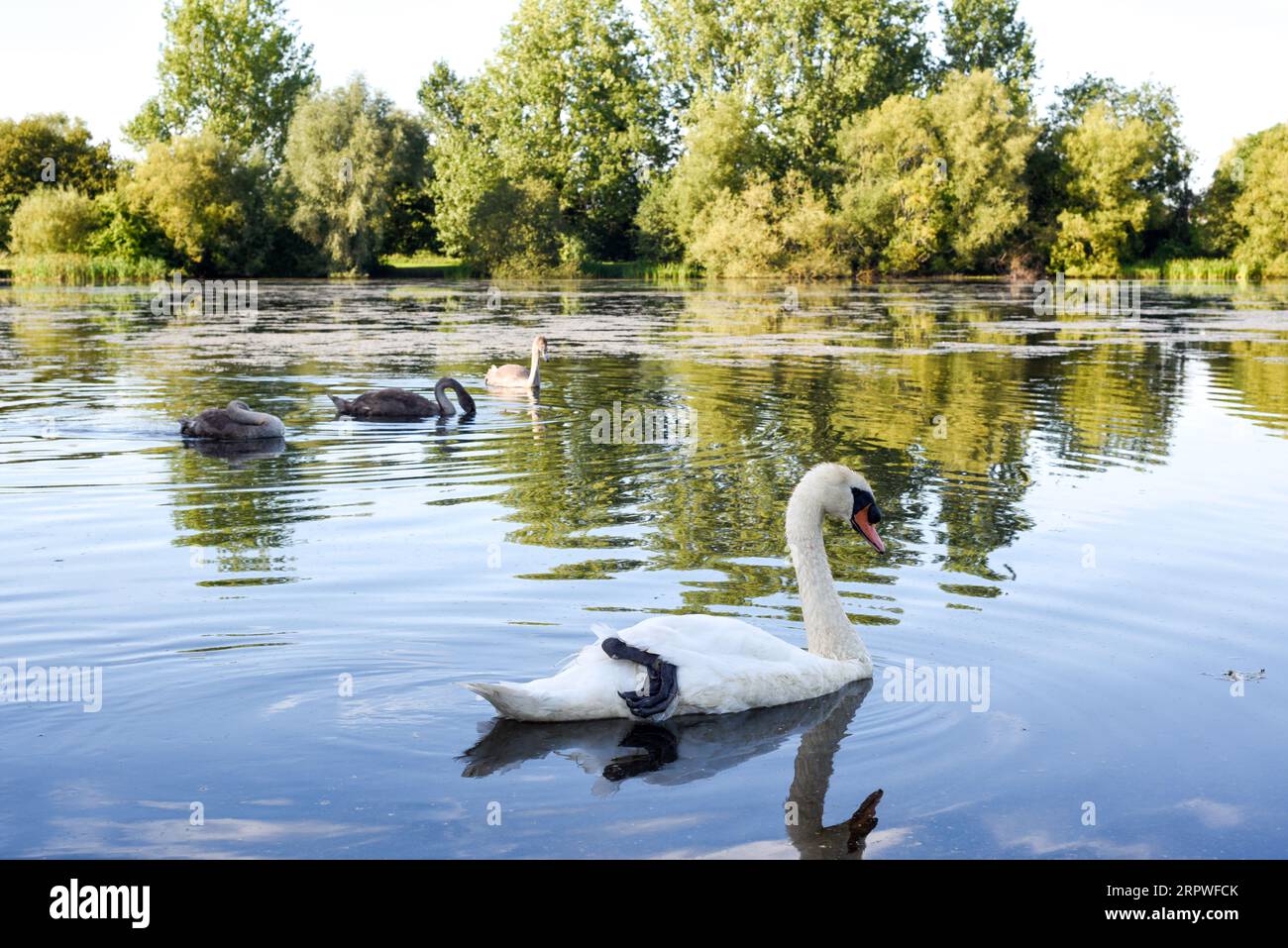 Cigno bianco con una famiglia di insegne di cigno con riflessi nell'acqua del lago Foto Stock