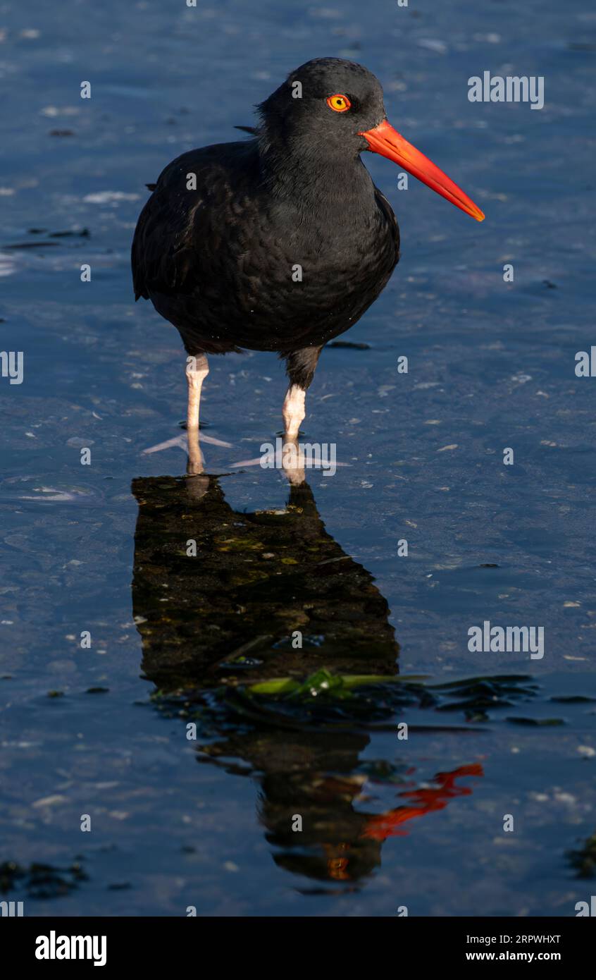 Un'oystercatcher nera (Haematopus bachmani) che si gusta nella laguna di Esquimalt a Colwood, Columbia Britannica, Canada. Foto Stock