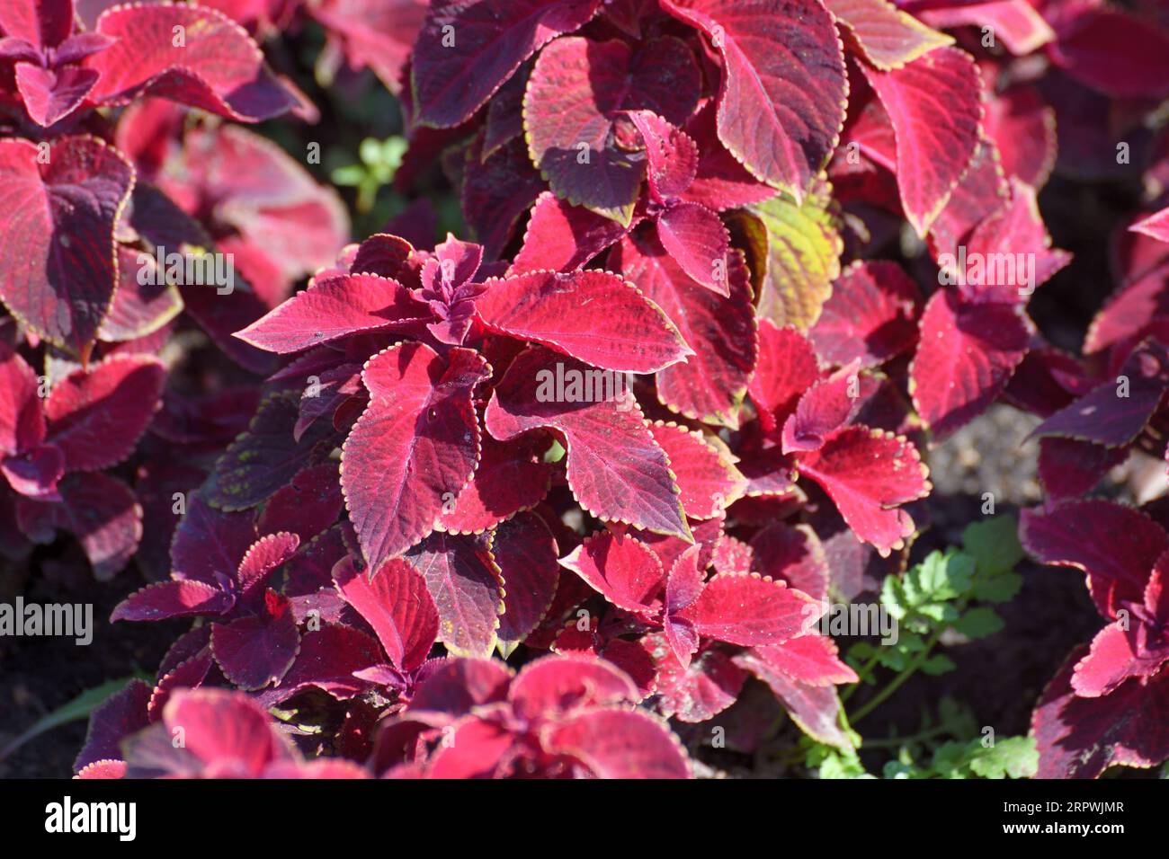 Coleus è una pianta erbacea ornamentale utilizzata per giardini paesaggistici Foto Stock