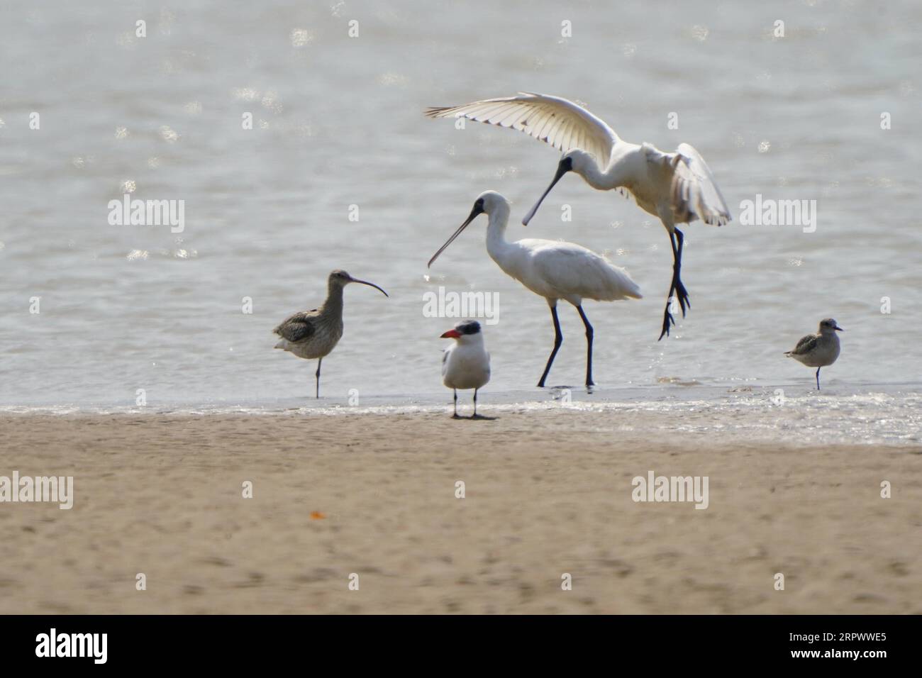 200501 -- FUZHOU, 1 maggio 2020 -- uccelli selvatici sono visti in una zona umida lungo l'estuario del fiume Minjiang a Fuzhou, nella provincia del Fujian della Cina sud-orientale, 13 aprile 2020. La zona umida, lungo l'estuario del fiume Minjiang, è una delle principali aree di concentrazione per gli uccelli migratori, comprese le specie rare. Ospita oltre 1.000 tipi di animali e piante, e più di 50.000 uccelli acquatici fanno soste lì durante la loro migrazione. CHINA-FUJIAN-MINJIANG RIVER-ESTUARIO ZONA UMIDA CN MEIXYONGCUN PUBLICATIONXNOTXINXCHN Foto Stock