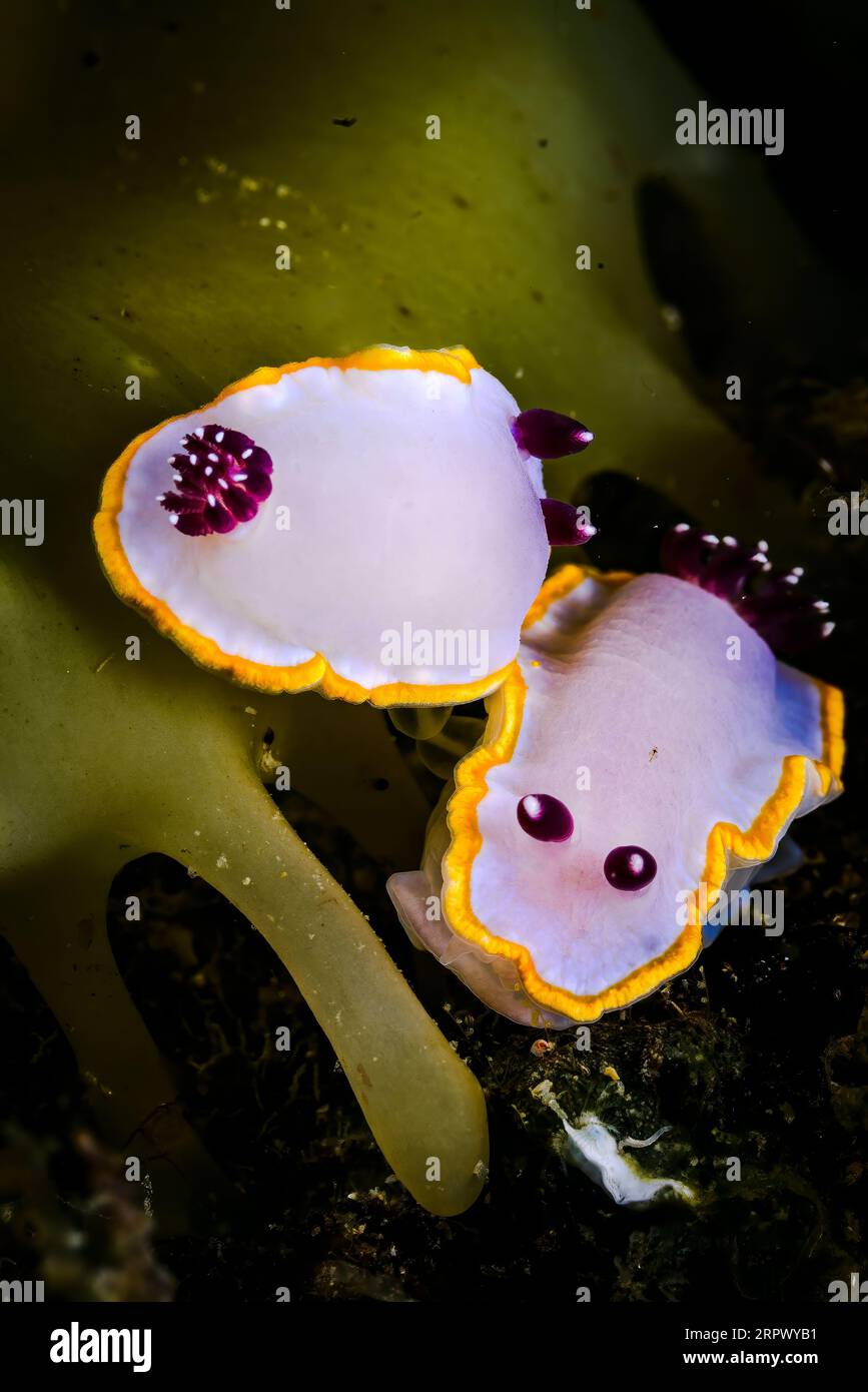 Due lati dello stesso nudiramo Foto Stock