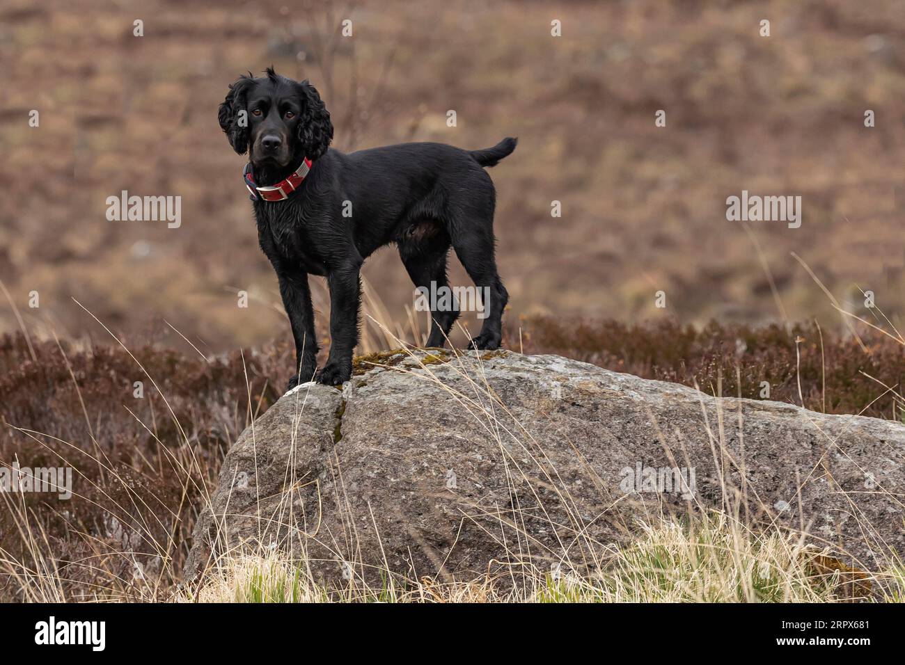 Il cane nero si trovava su una grande roccia in una Scottish glen Foto Stock