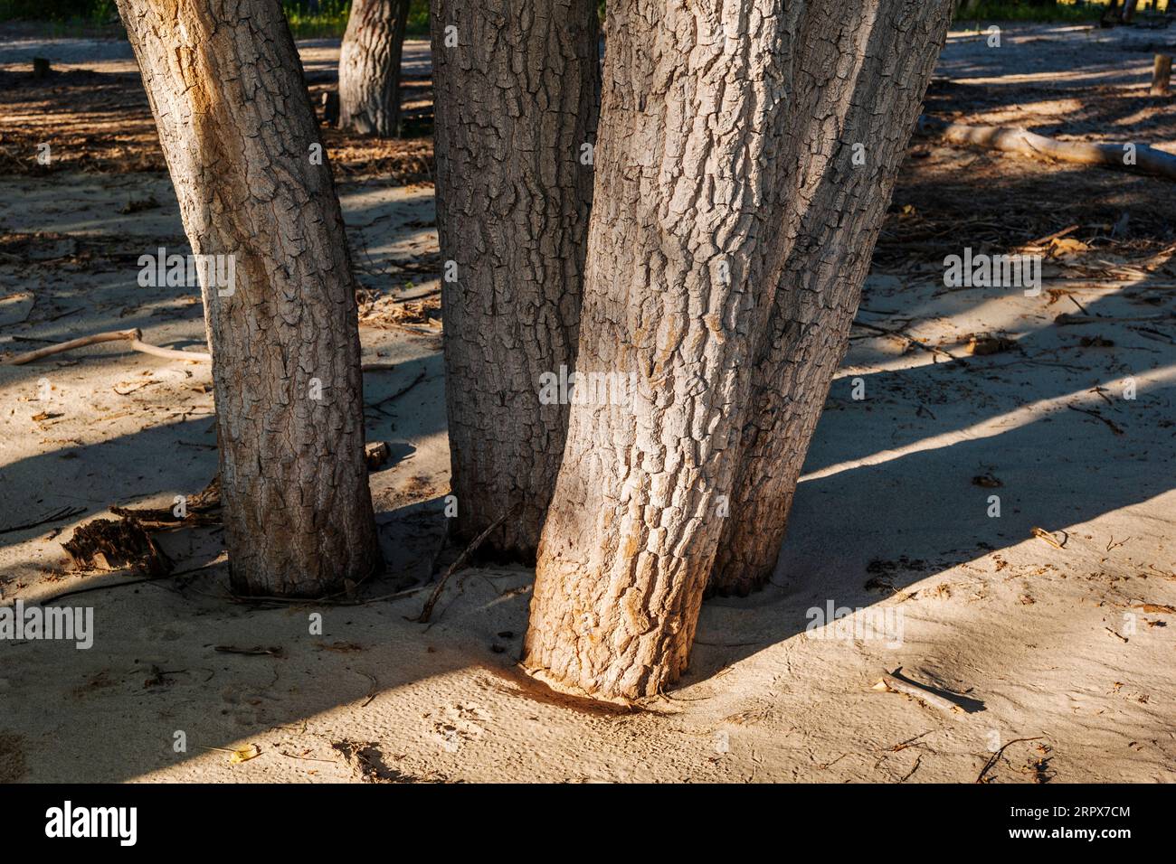 Primo piano di Cottonwood Tree Trunks & Bark; Glendo State Park; Wyoming orientale; Stati Uniti Foto Stock