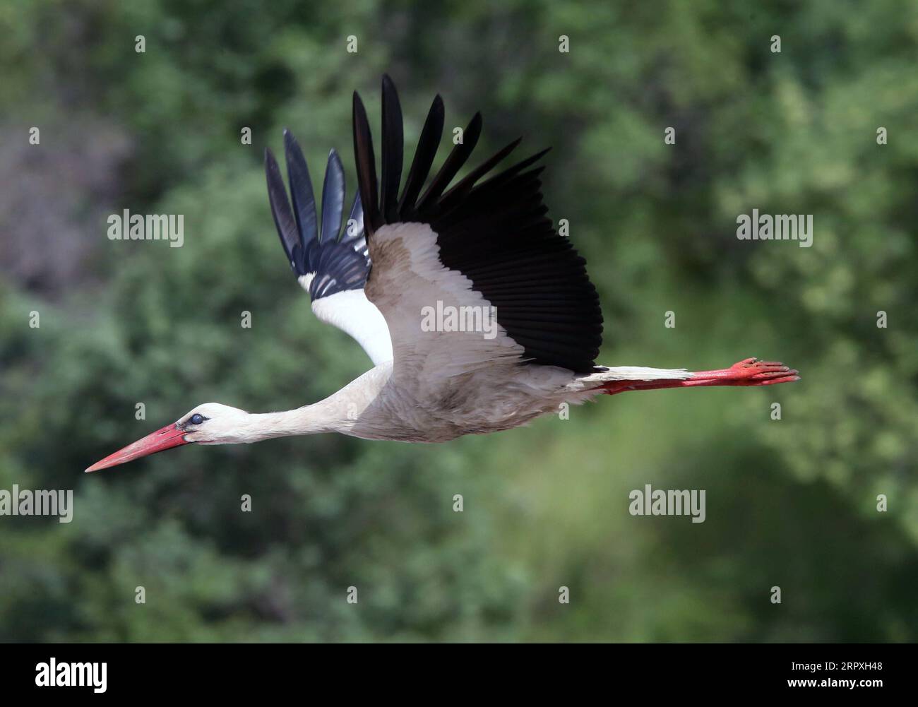 200523 -- ANKARA, 23 maggio 2020 Xinhua -- Una cicogna volante è stata vista nel distretto Kizilcahamam di Ankara, in Turchia, il 23 maggio 2020. Ogni anno, le cicogne migrano in Turchia per un periodo di incubazione mentre il tempo qui si fa più caldo in primavera. Foto di Mustafa Kaya/Xinhua TURKEY-ANKARA-STORKS-MIGRATION-INCUBATION PUBLICATIONxNOTxINxCHN Foto Stock