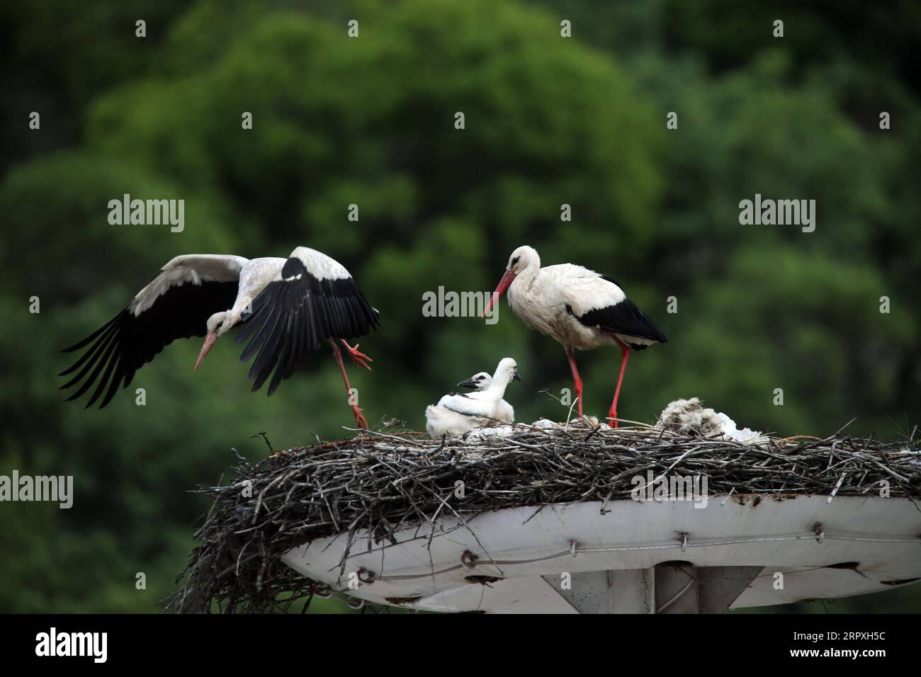 200523 -- ANKARA, 23 maggio 2020 Xinhua -- le cicogne nutrono i loro nidi in un nido nel distretto Kizilcahamam di Ankara, Turchia, il 23 maggio 2020. Ogni anno, le cicogne migrano in Turchia per un periodo di incubazione mentre il tempo qui si fa più caldo in primavera. Foto di Mustafa Kaya/Xinhua TURKEY-ANKARA-STORKS-MIGRATION-INCUBATION PUBLICATIONxNOTxINxCHN Foto Stock