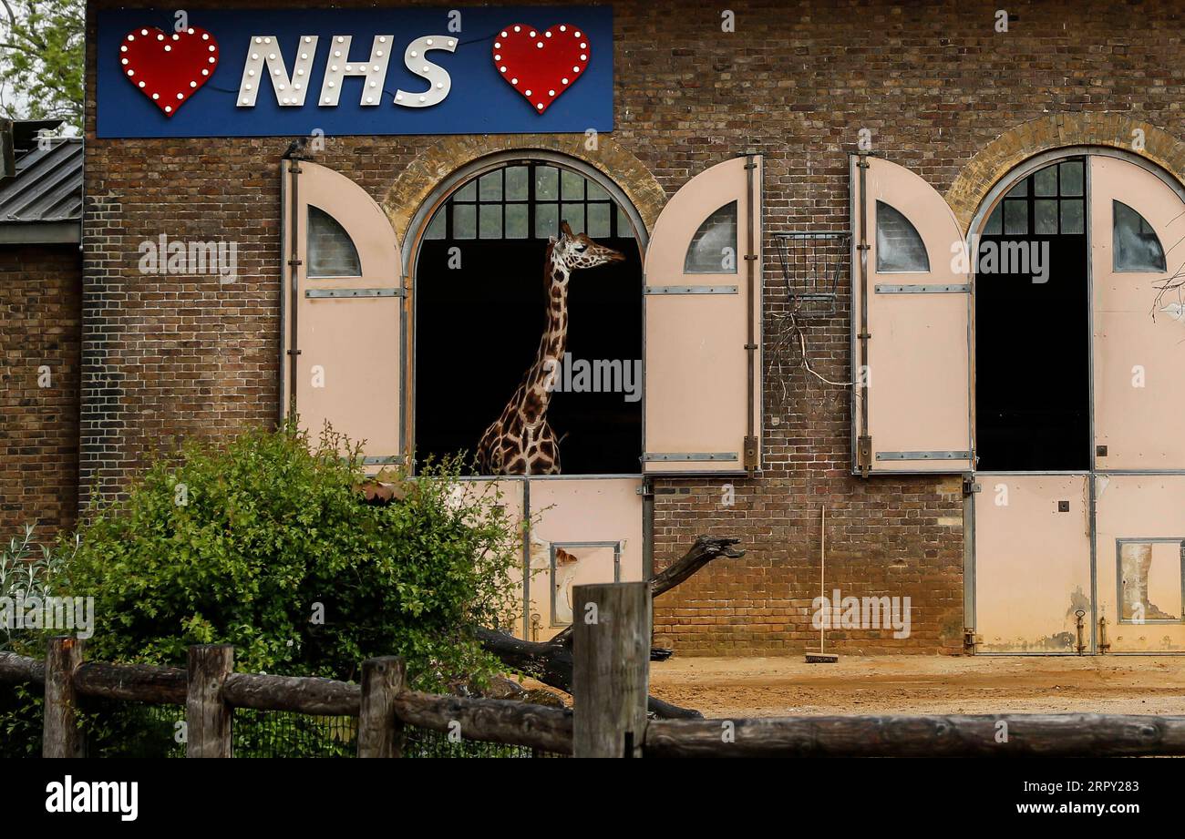 200611 -- LONDRA, 11 giugno 2020 -- la foto del file scattata il 29 aprile 2020 mostra un cartello illuminato a sostegno del National Health Service NHS mentre una giraffa guarda fuori dalla casa delle giraffe allo zoo di Londra, in Gran Bretagna. Il primo ministro britannico Boris Johnson ha confermato mercoledì che gli zoo e le attrazioni all'aperto in Inghilterra potranno riaprire da lunedì, ma devono comunque essere rispettate le regole di distanziamento sociale. BRITAIN-LONDON-COVID-19-LOCKDOWN-EASING HanxYan PUBLICATIONxNOTxINxCHN Foto Stock