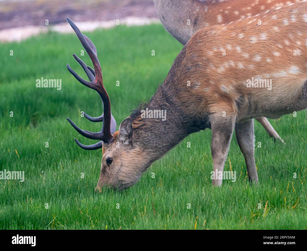 Sika Deer, Cervus nippon, un grande cervo di Hokkaido, Giappone Foto Stock