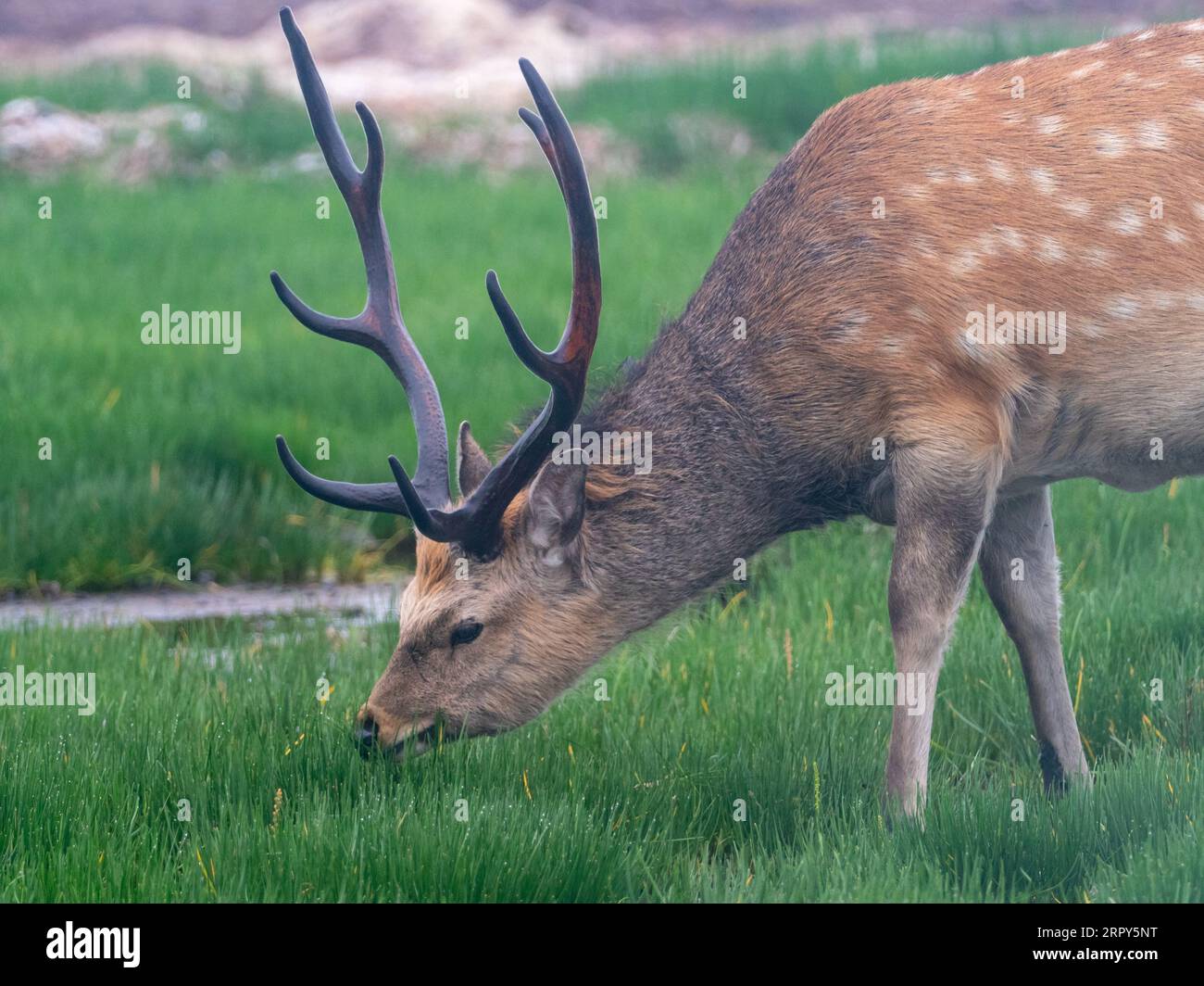 Sika Deer, Cervus nippon, un grande cervo di Hokkaido, Giappone Foto Stock