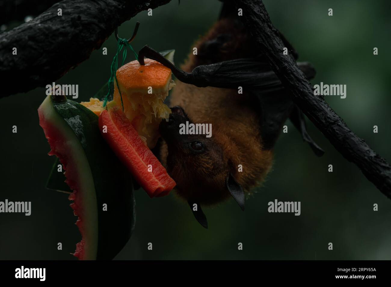 Volpe volanti dalla testa grigia sull'albero capovolto mangiare frutta, immagine chiave scura orizzontale Foto Stock