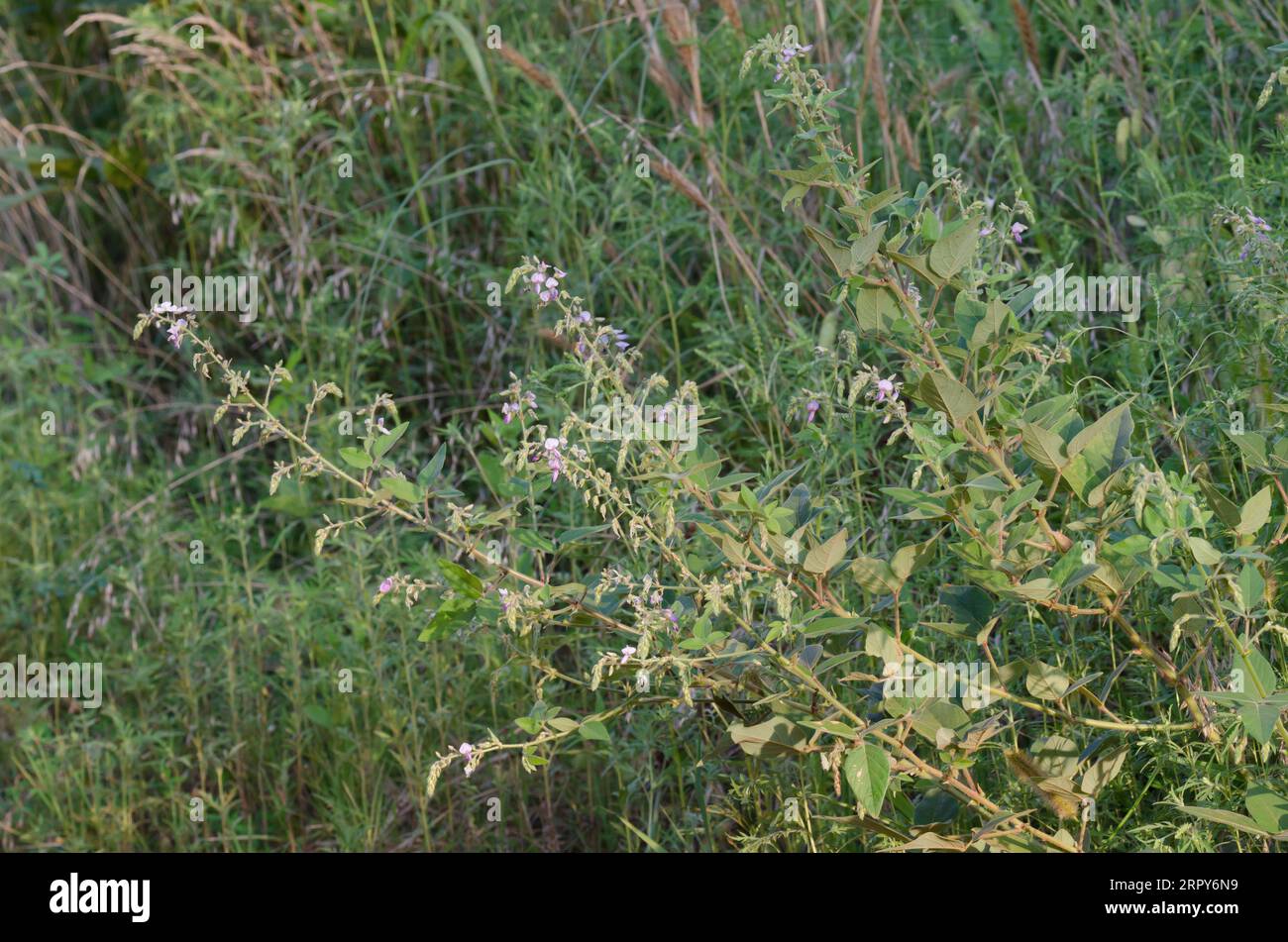 Hoary Ticktrefoil, Desmodium canescens Foto Stock
