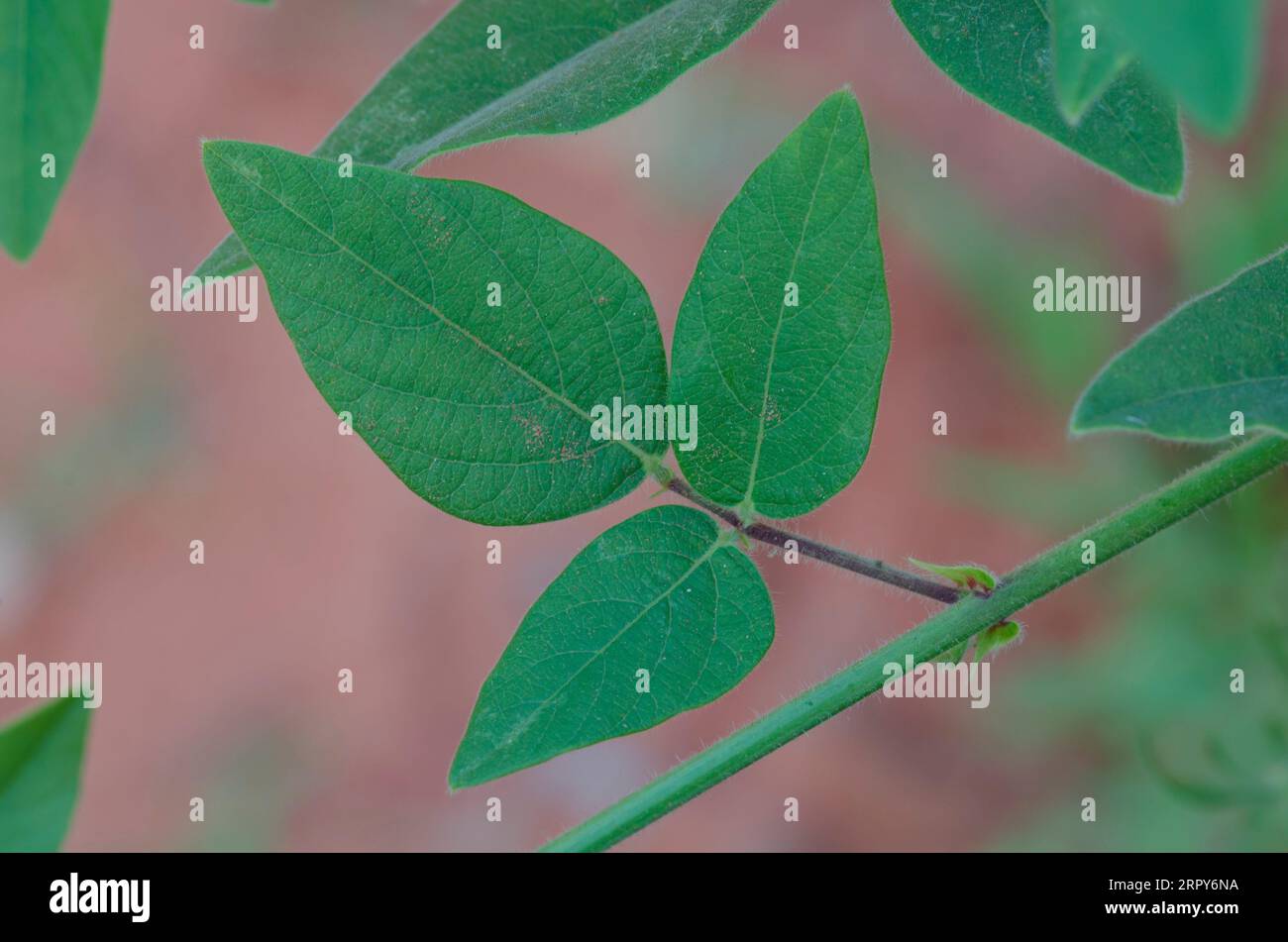 Hoary Ticktrefoil, Desmodium canescens, foglie Foto Stock