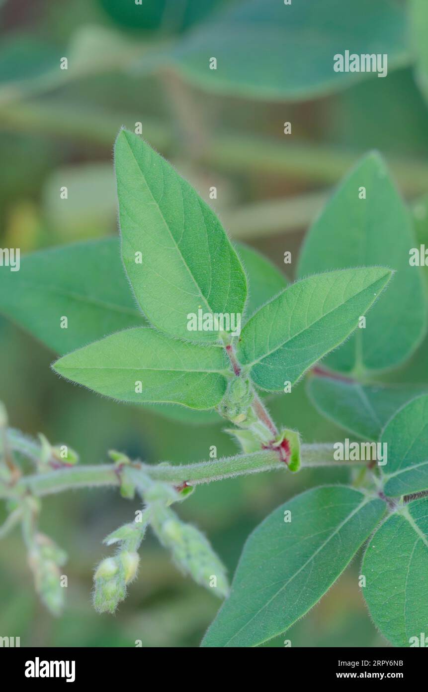 Hoary Ticktrefoil, Desmodium canescens, foglie Foto Stock