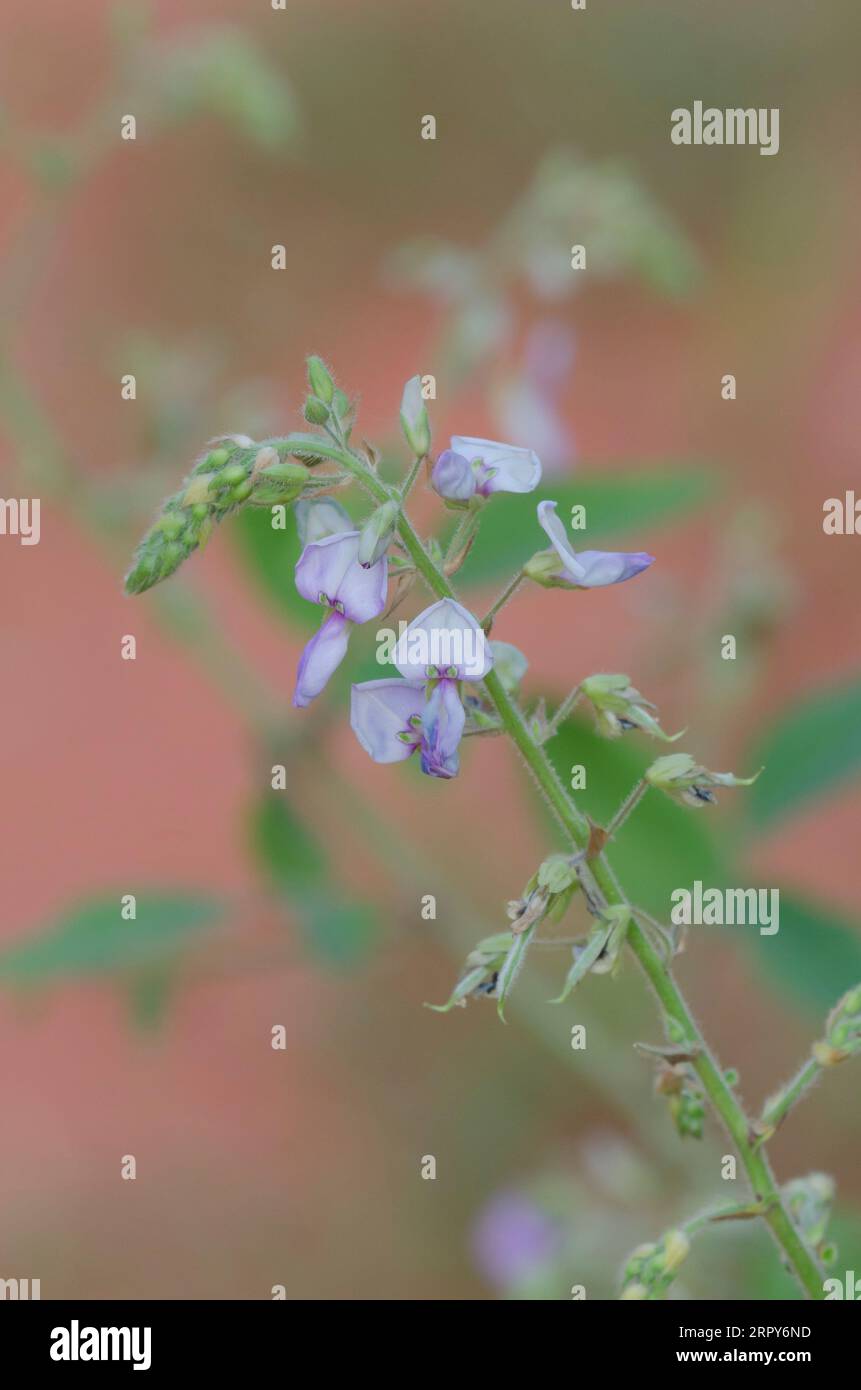 Hoary Ticktrefoil, Desmodium canescens Foto Stock