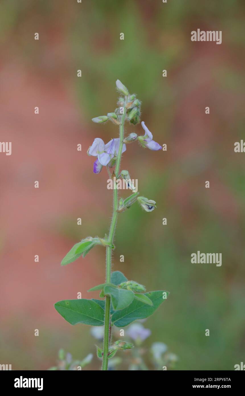 Hoary Ticktrefoil, Desmodium canescens Foto Stock