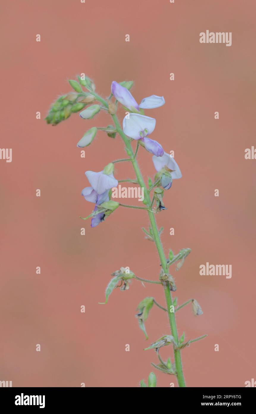 Hoary Ticktrefoil, Desmodium canescens Foto Stock