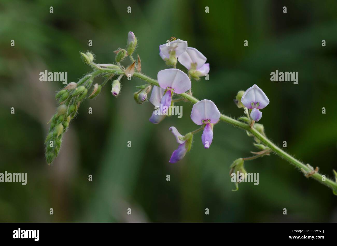 Hoary Ticktrefoil, Desmodium canescens Foto Stock