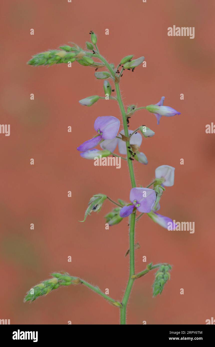 Hoary Ticktrefoil, Desmodium canescens Foto Stock