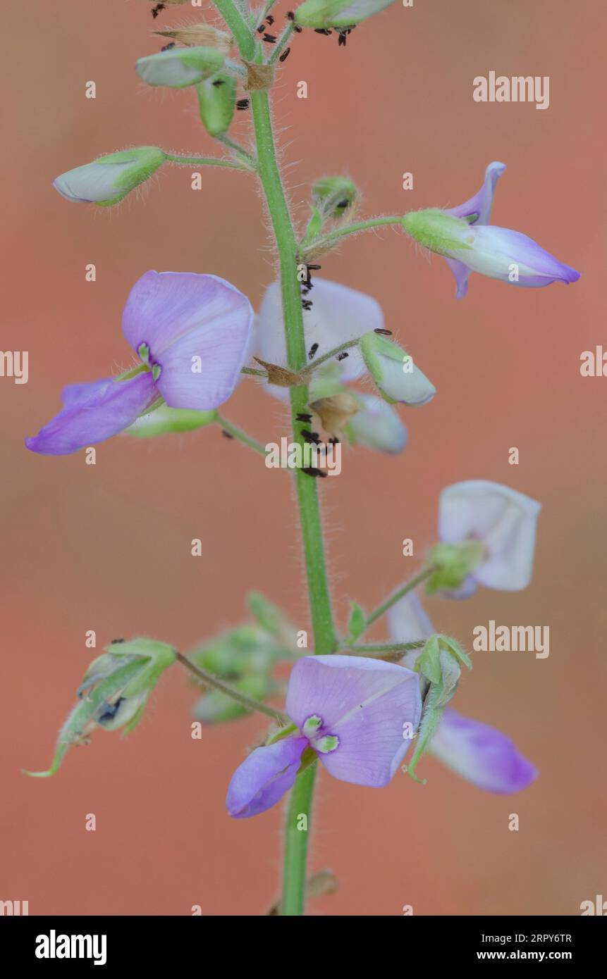 Hoary Ticktrefoil, Desmodium canescens Foto Stock