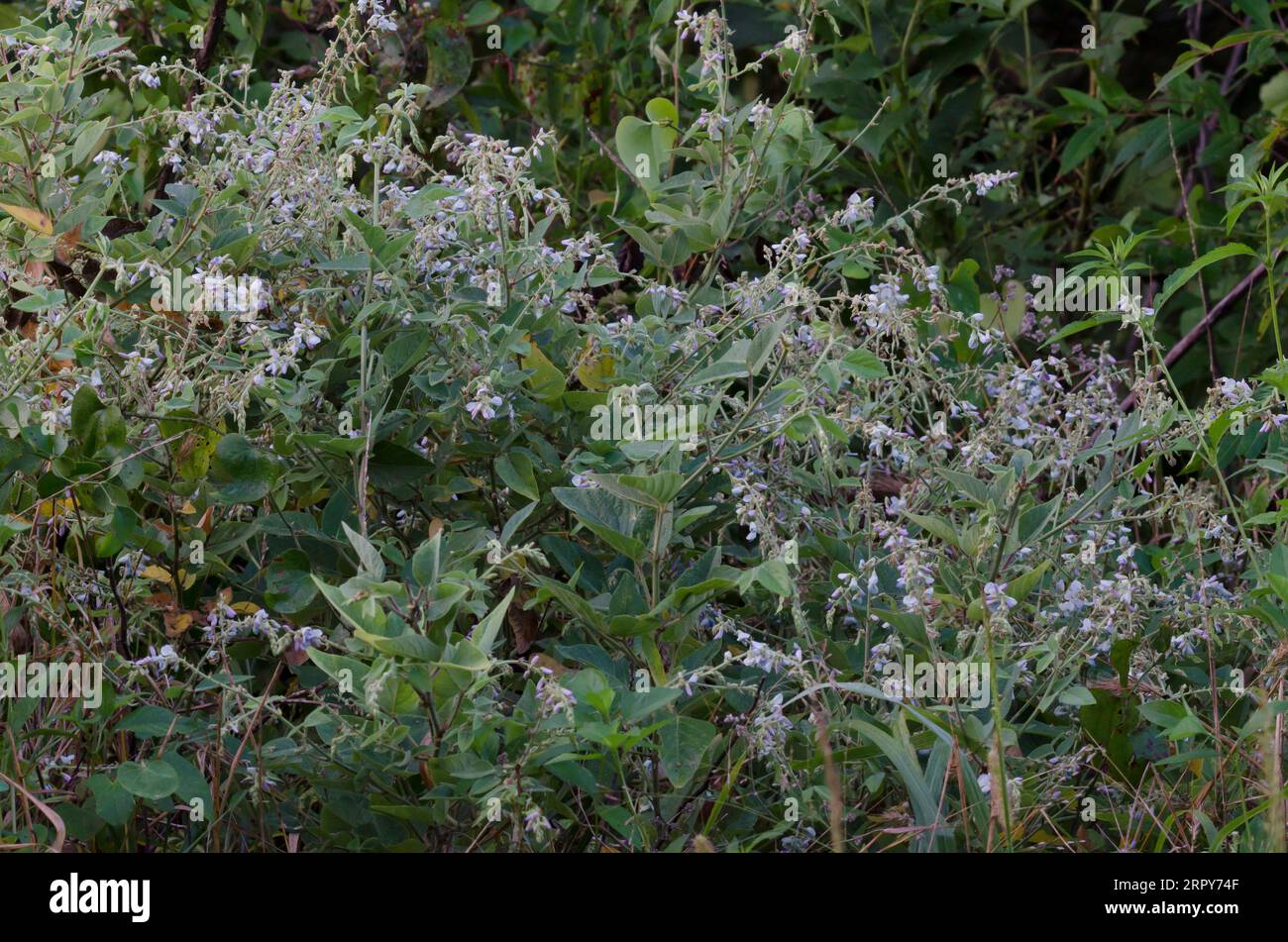 Ticktrefoil, Desmodium sp. Foto Stock