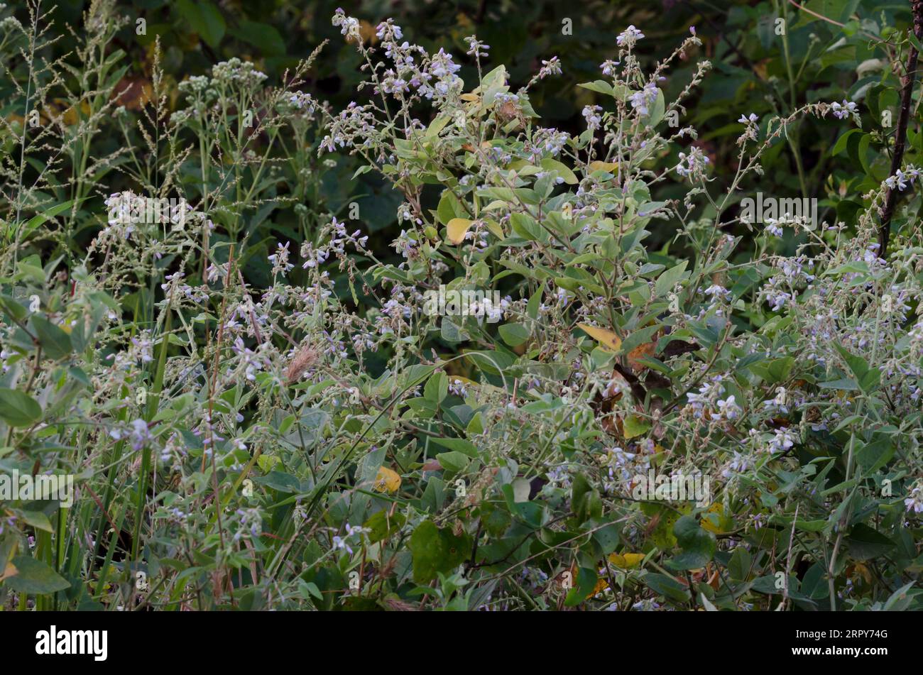 Ticktrefoil, Desmodium sp. Foto Stock