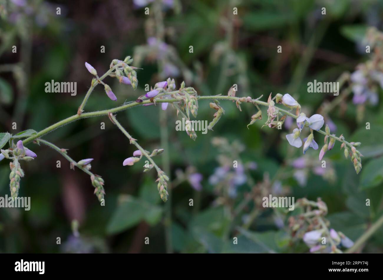 Ticktrefoil, Desmodium sp. Foto Stock